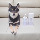 순한 강아지 저자극 샴푸 솔코펫 수딩밸런스 샴푸 멍빨후기