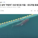 상어 '부캉이' 수로 밖으로 이동…유도작업 종료 이미지