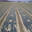 창녕군농업기술센터 이미지