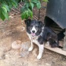 마리들농장 이미지