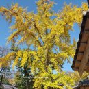 제10회 은행마을 단풍 축제 | [보령가볼만한곳] 11월 2일~3일 청라은행마을축제 신경섭 가옥 노랗게 물든 은행나무