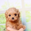 개냥이네 노원본점 이미지