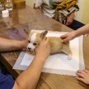 다정동물병원 이미지