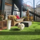 진다리로 | 전남광주 백운동 정원 카페 '카페앤쇼' 후기 실내 애견동반