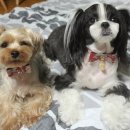 플라워펫 이미지