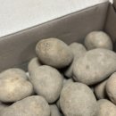 농부바게트 | 강원도 감자 정선농부 두백감자 배송시켜 감자샐러드 만든 후기