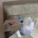 월배문구센타 | 반올림피자 반반피자 라지 치즈링 필수! 불고기 포테이토 + 특제갈릭소스(내돈내산 솔직후기)