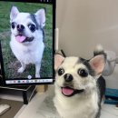 플라워아트 작품 제작 | 리얼 강아지 인형 제작 과정｜단모 치와와 아트돌로 전하는 펫로스 위로 선물