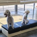 안녕, 상이 친구들! 이미지