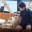 화양로 | 수원 고양이카페 추천 냥보고심쿵ㅣ초등아이와 재방문 후기