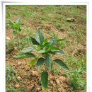 상기농장 이미지