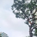 샘과 그늘 이미지