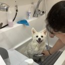 아미고펫 이미지