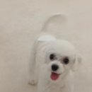 쿨 퍼피 이미지