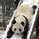 팬더 이미지