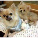 똥강새이 이미지