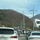 은행마을로 | 경주 도리마을 은행나무 | 경북은행나무명소 경주은행나무명소 인스타핫플 도리마을 은행나무 실시간 후기