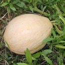 풀과 함께 자라는 자연농법 토종 단호박~~~ 이미지