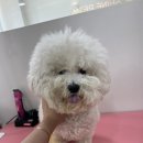 샤인펫 (Shine pet) 이미지