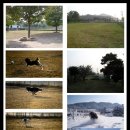 아이엠독 이미지