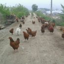 토종닭농장 이미지