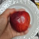 도원농장 | 2026 복숭아 후기(설원,조흥,신비……추가예정)