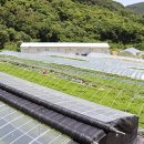 청정미나리영농조합 이미지