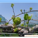 일진농장 이미지