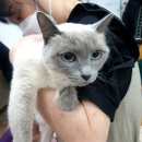 꽃길 걷는 고양이 이미지