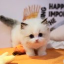 양주고양이분양 모나미네코 옥정신도시점 이미지