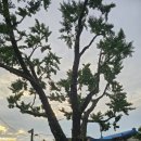 차와 함께 힐링 | 김포공항 근처 개화산 ‘깅꼬서울’ — 숲속 한옥에서 즐기는 전통차와 힐링, 단점 솔직후기