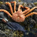 GOLDEN FLAVOR 이미지