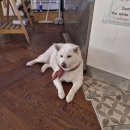 4992 | [내돈내산 솔직후기] 이태원 시바견 카페 더미쓰리 후기, 녹사평역 강아지 카페 추천