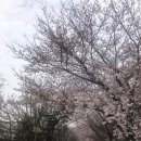 장안벚꽃길 이미지