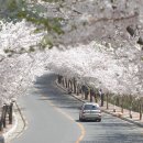 대구 팔공산 벚꽃축제가 4월5일부터 열립니다~ 이미지