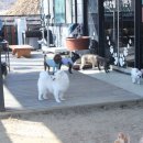 애견호텔1번가 이미지