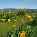 발삼루트 [화살잎발삼루트, Arrow-leaf balsamroot (Balsamorhiza sagittata)] 이미지