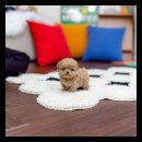 유앤미펫 강아지분양 고양이분양 용인점 이미지