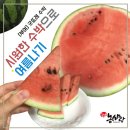 구룡한우농장 | [농사랑 서포터즈] 시원한 수박으로 여름나기 ㅣ 부여 굿뜨레 수박🍉