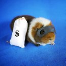 로얄 동물 이미지