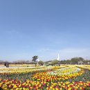 꽃사랑 | 4월꽃축제 태안세계튤립꽃박람회 지역사랑상품권 chak 사용후기
