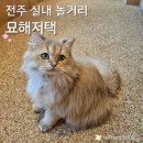 냥이의하루 카페.분양 | 아이와 함께도, 연인과 실내데이트도 가능, 전주 고양이카페 묘해저택 (정보, 후기, 주차)