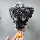 댕댕어썸 이미지