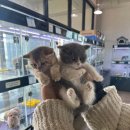 오독안심분양센터 강아지분양 고양이분양 대구점 이미지