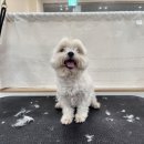 오쉬오트 네이버블로그