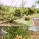 ☞11조☜ 식물도감 (해송: Pinus thunbergii Parl) 이미지