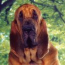 내사랑 강아지 이미지