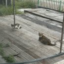 [충남 홍성] 남당항 대하축제 :: 승엽회수산 / 즐길거리 / 남당노을전망대 / 카페 / 스카이타워