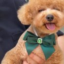 도그-in 하우스 이미지