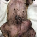 라움동물병원 이미지